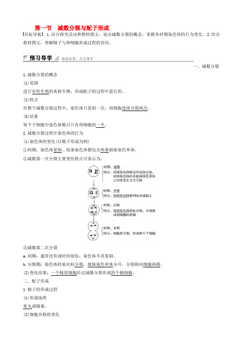 高中生物1.1.1减数分裂与配子形成学案中图版必修2