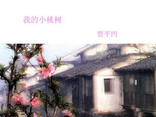 六年级下册语文课件-《我的小桃树》|鄂教版 (共18张PPT)