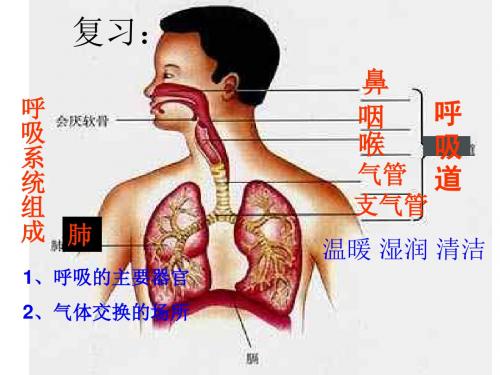 发生在肺内的气体交换课件-PPT精选文档