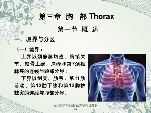 临床医学五年制局部解剖学课件胸部