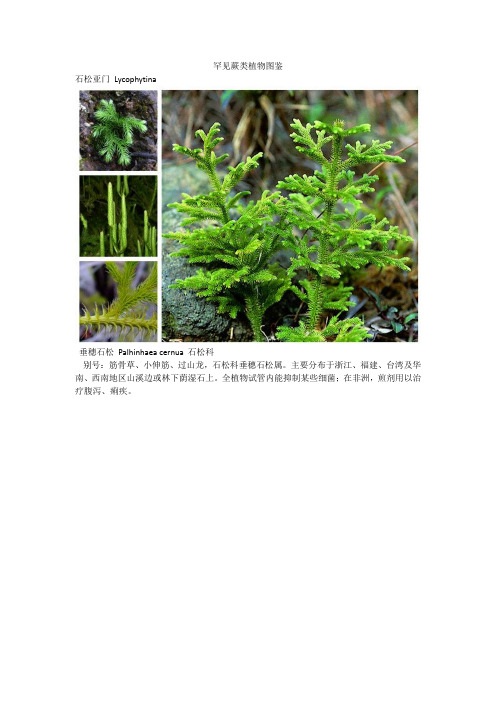 常见蕨类植物图鉴