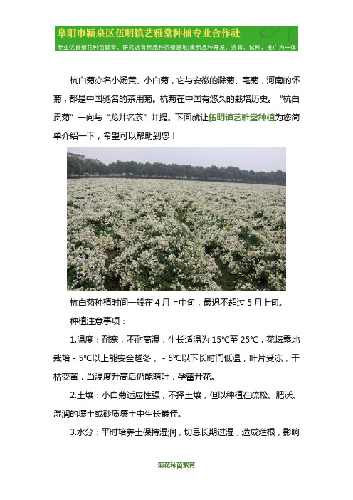 杭白菊什么时候种植