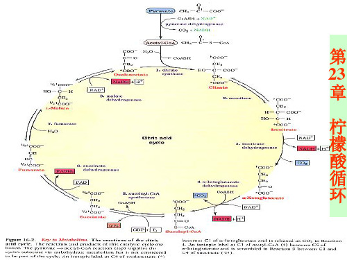 chapter23柠檬酸循环ppt课件