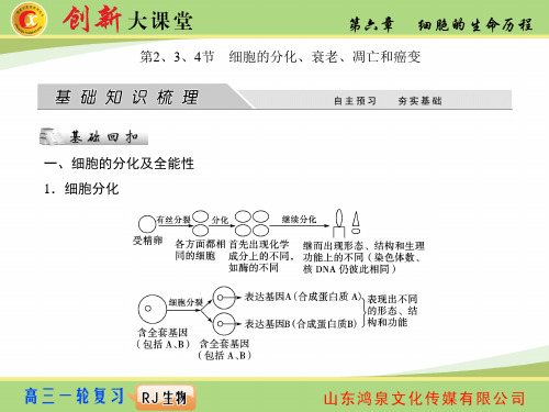 人教生物必修一第六章第2、3、4节