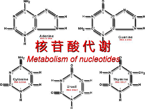 8 第八章 核苷酸代谢PPT课件