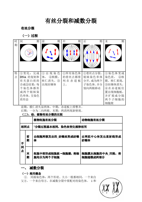 高中生物必修二有丝分裂-减数分裂详尽分析