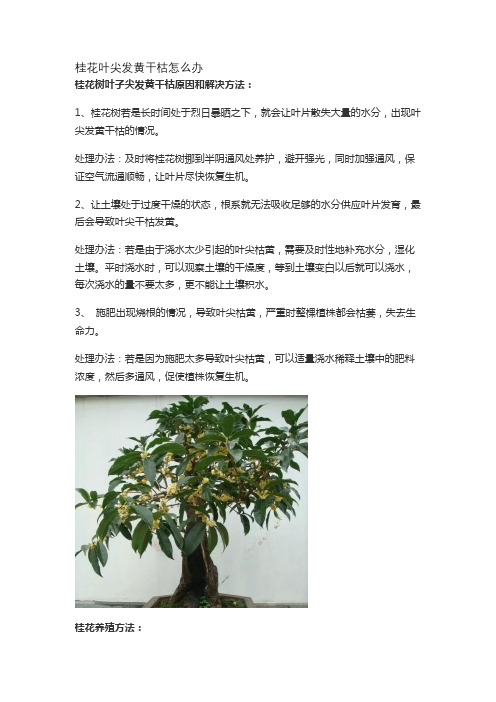 桂花叶尖发黄干枯怎么办