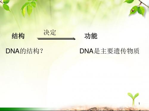 DNA分子的结构详解ppt课件