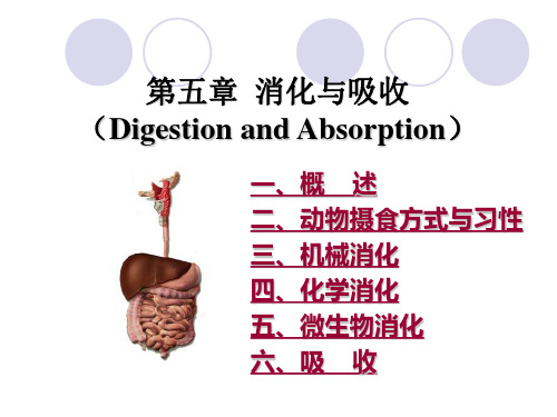 5：消化与吸收