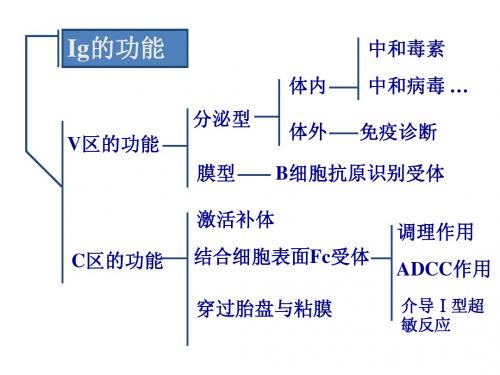 医学免疫考试复习题大题整理带答案