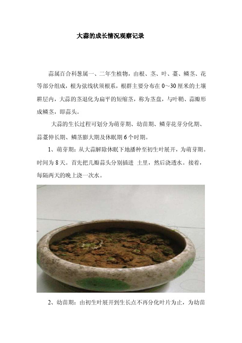 大蒜的成长情况观察记录