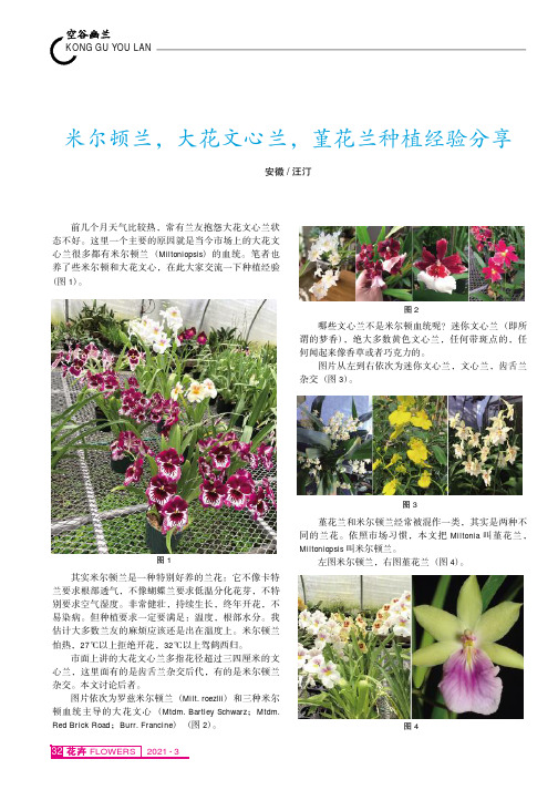 米尔顿兰,大花文心兰,堇花兰种植经验分享