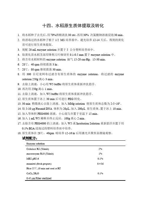 水稻原生质体提取及转化