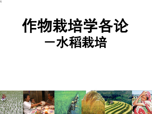 水稻栽培的生物学基础2