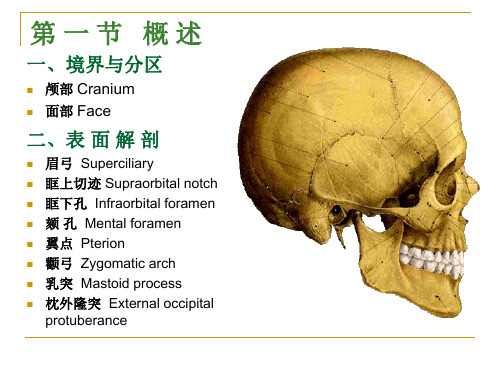2.11.头部局部解剖学