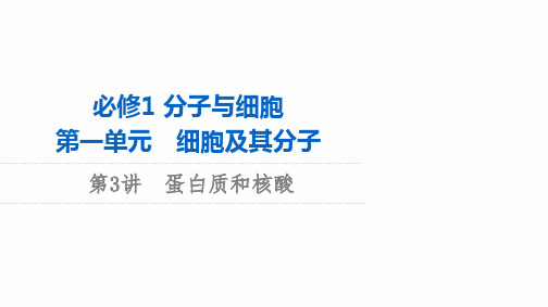 新人教高考生物学一轮复习课件：必修1 第1单元 第3讲 蛋白质和核酸