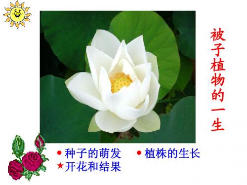 被子植物的一生(复习)