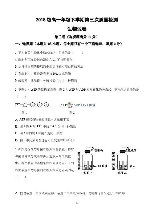 安徽省涡阳县一中2018-2019学年高一下学期第三次质量检测试(期末考试)生物试题