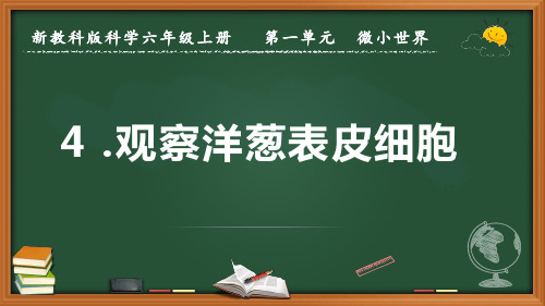 新教科版科学六年级上册《观察洋葱表皮细胞》优质课件