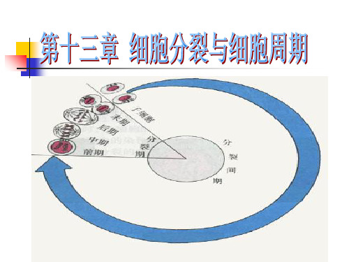 细胞增殖和细胞周期修改ppt课件