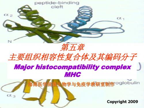 主要组织相容性复合体及其编码分子