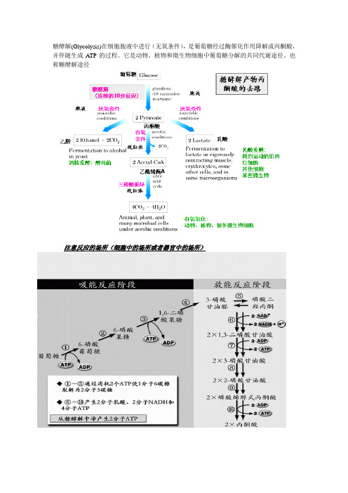 糖酵解