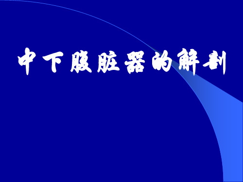 中、下腹部脏器的应用解剖