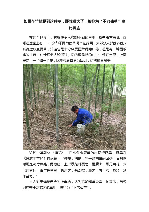 如果在竹林见到这种草，那就赚大了，被称为“不老仙草”贵比黄金