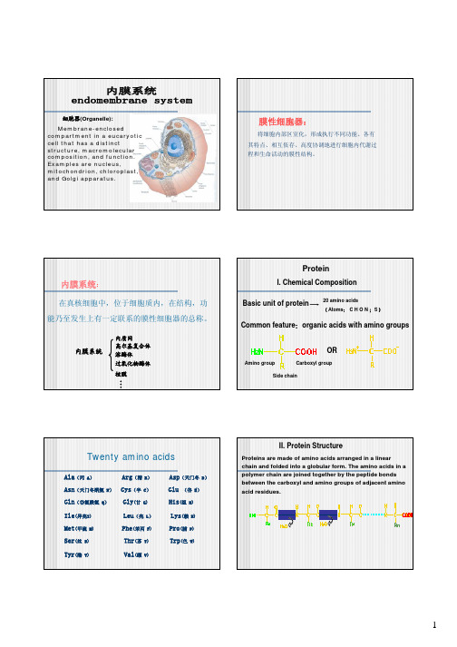 细胞生物学  内质网