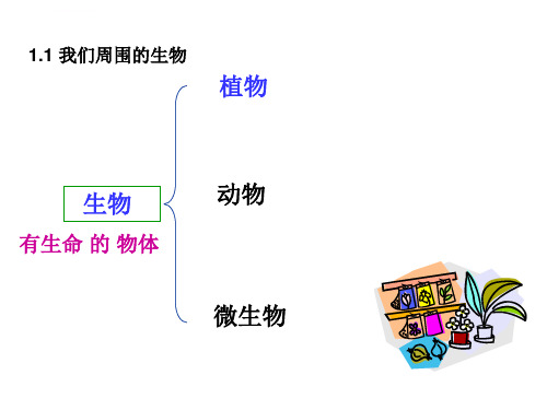 苏教版初一生物上学期总复习课件ppt