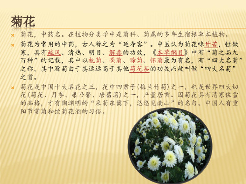 菊花11