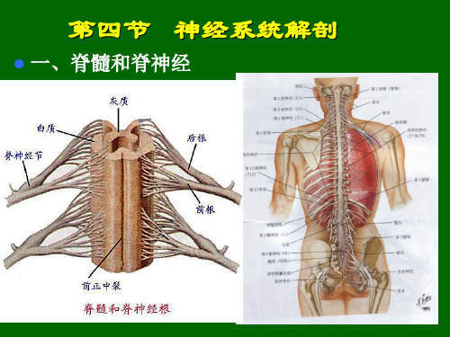 神经系统脊髓ppt课件