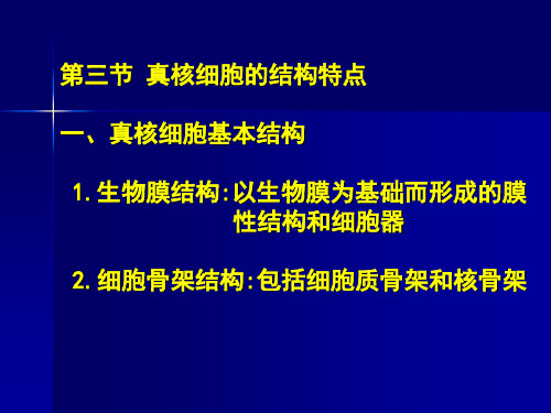 真核细胞的结构特点