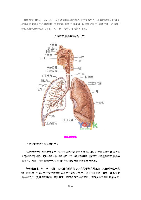 呼吸系统构造图(详细)