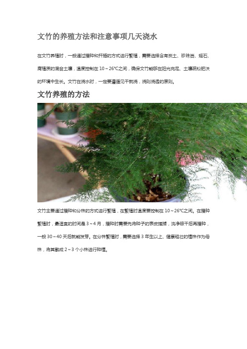 文竹的养殖方法和注意事项几天浇水