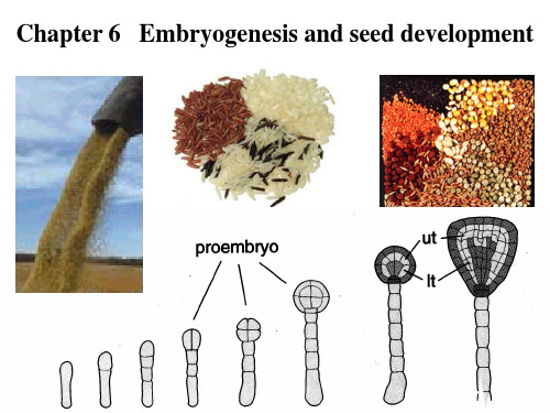 第六章 植物胚与胚乳的发育