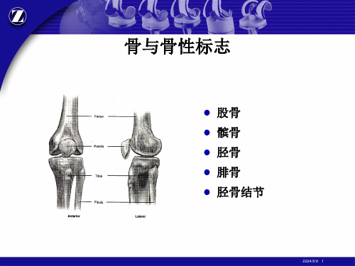 膝关节解剖精品ppt课件