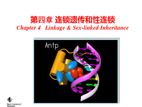 遗传学第四章连锁遗传定律