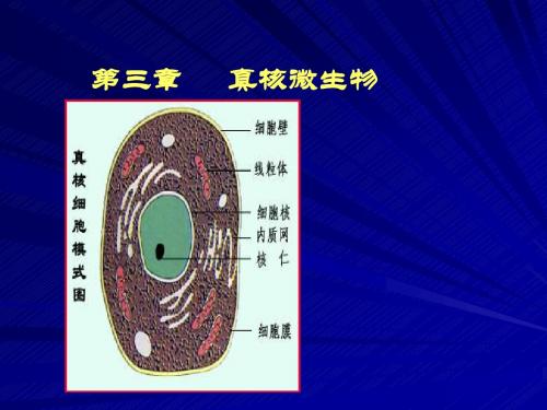 真核细胞微生物