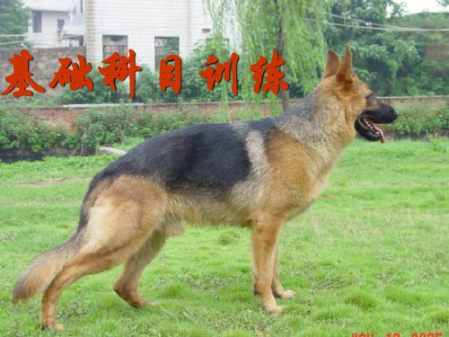 警犬基础科目训练