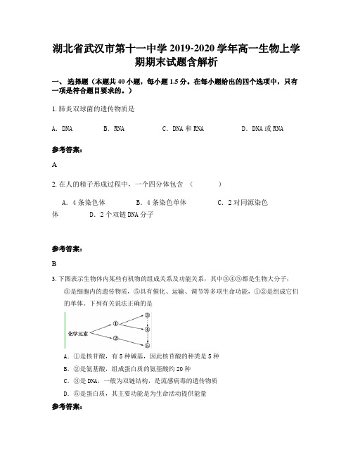 湖北省武汉市第十一中学2019-2020学年高一生物上学期期末试题含解析