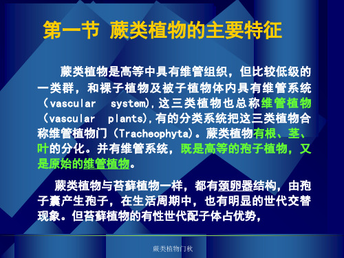 蕨类植物门秋课件.ppt