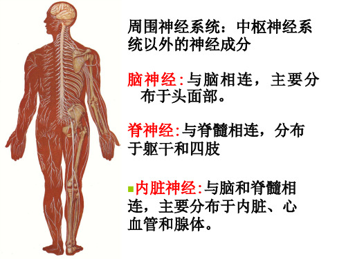 周围神经系统_图文