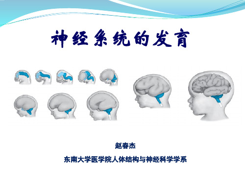 第五、六讲 神经系统的发育