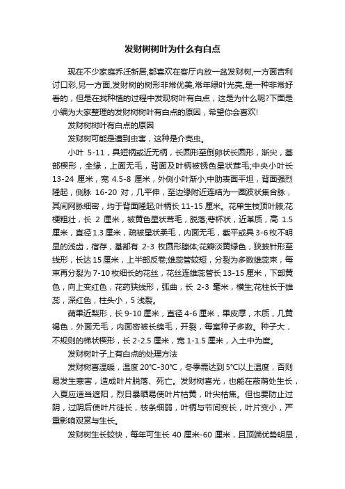 发财树树叶为什么有白点