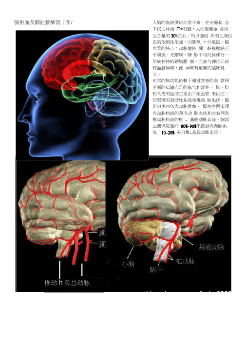 脑供血及脑血管解剖(图文)