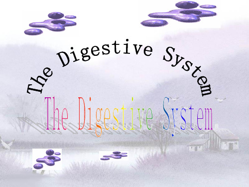 双语医学课件2-消化系统The Digestive System