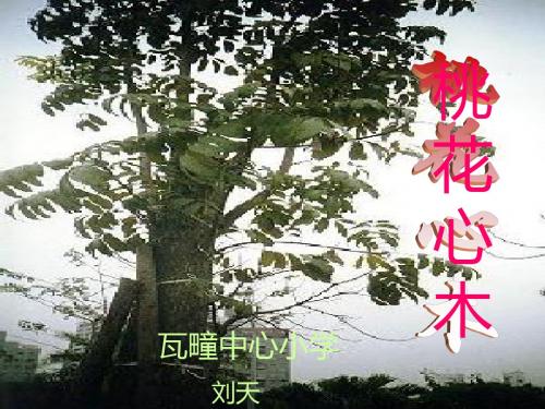 3《桃花心木》ppt课件