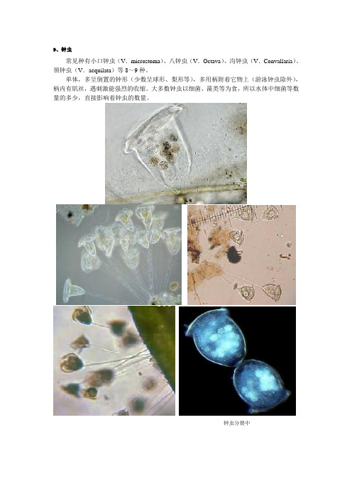 污水处理常见微生物高清晰照片及说明2