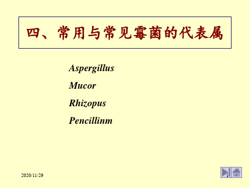 常见霉菌图片 ppt课件